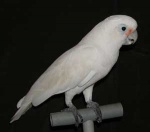 Cacatua goffiniana