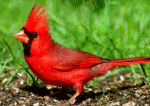 Cardinal