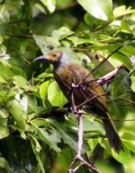 Cikukua-seram Philemon-subcorniculatus RH