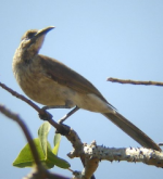 Cikukua Timor