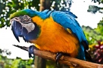 Macaw